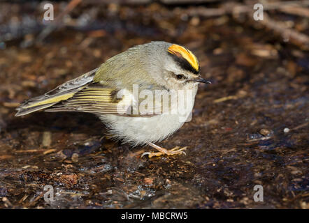 Golden gekrönte kinglet oder Goldcrest (Regulus satrapa) Nahrungssuche auf dem Eis der gefrorenen See unter holz Rückstand, Saylorville, Iowa, USA Stockfoto