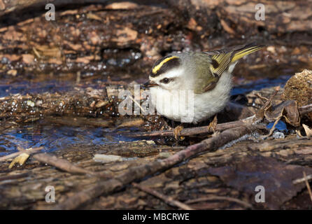 Golden gekrönte kinglet (Regulus satrapa) mit einem kleinen Insekt im Schnabel, die er von dem gefrorenen Wasser am Rand erholt, Saylorville, IA, USA Stockfoto