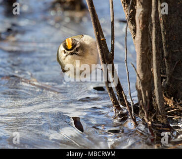 Golden gekrönte kinglet oder Goldcrest (Regulus satrapa) auf Nahrungssuche über Eis des zugefrorenen See unter holz Rückstand, Saylorville, Iowa, USA Stockfoto