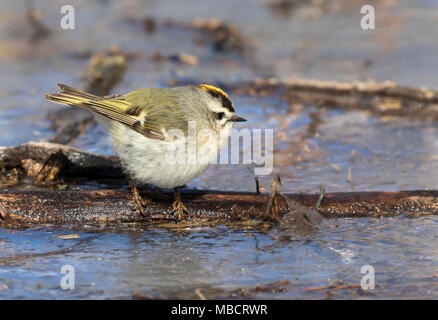 Golden gekrönte kinglet oder Goldcrest (Regulus satrapa) Nahrungssuche auf dem Eis der gefrorenen See unter holz Rückstand, Saylorville, Iowa, USA Stockfoto