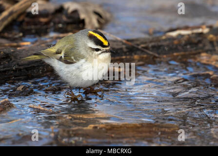 Golden gekrönte kinglet oder Goldcrest (Regulus satrapa) Nahrungssuche auf dem Eis der gefrorenen See unter holz Rückstand, Saylorville, Iowa, USA Stockfoto