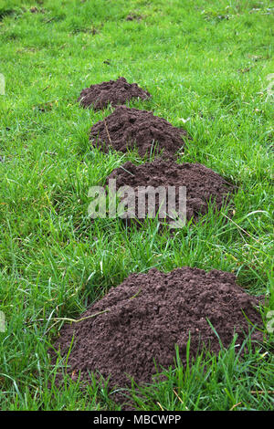 Mole Bohrung auf Grün fieldlot Stockfoto