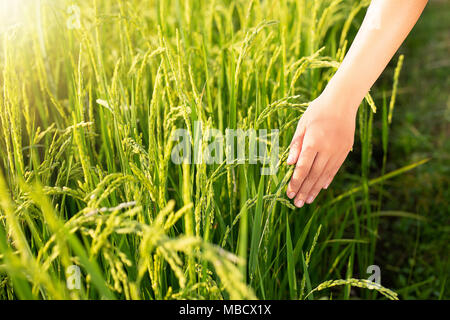 Hand zärtlich berühren einen jungen Reis in das Reisfeld Stockfoto