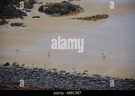 Yellow eyed Pinguine am Roaring Bay, die Catlins, Southland, Neuseeland Stockfoto