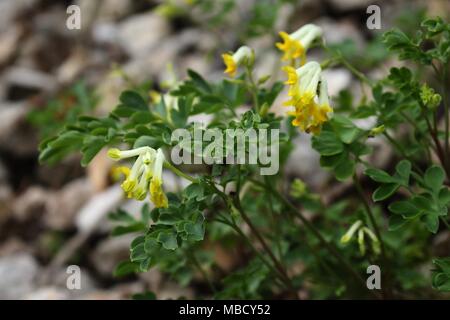 Arten von Wild Pseudofumaria alba auf dem Berg Tara Stockfoto