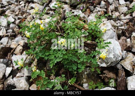 Arten von Wild Pseudofumaria alba auf dem Berg Tara Stockfoto