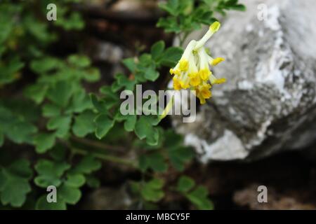 Arten von Wild Pseudofumaria alba auf dem Berg Tara Stockfoto
