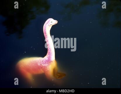 Modell des Ungeheuers von Loch Ness - Nessie - von AUTHENTIFIZIERTEN Sichtungen gebaut. Stockfoto