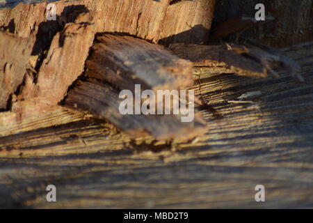Zoom auf einem Baumstumpf im Wald Stockfoto