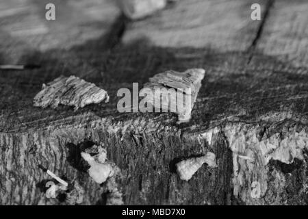 Zoom auf einem Baumstumpf im Wald Stockfoto