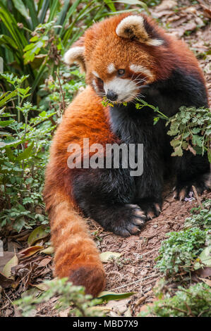 Ein Roter Panda im Gehäuse in Chengdu Panda Forschungs- und Aufzuchtstation in China Stockfoto