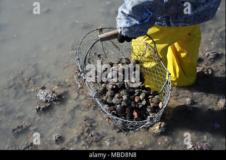 La Rochelle (Frankreich): Angeln vom Ufer während der Spring Tide auf 2015/02/21. Nahaufnahme einer Metall Korb voller Muscheln Stockfoto