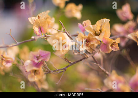 Die schöne Natur Hintergrund der trockenen Bougainvillea inin verschwommenen Hintergrund von lila Blüte mit kleinen Bokeh, aus braunem Papier Blume schließen Stockfoto