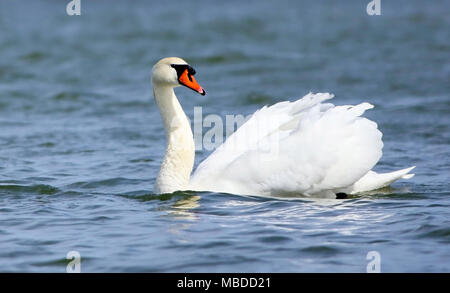 Mute swan at Utterslev Mose, Kopenhagen, ist der Nationalvogel von Dänemark berühmt für Märchen Stockfoto