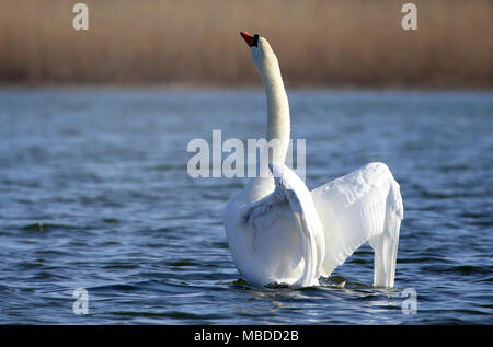 Mute swan at Utterslev Mose, Kopenhagen, ist der Nationalvogel von Dänemark berühmt für Märchen Stockfoto