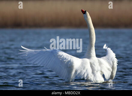 Mute swan at Utterslev Mose, Kopenhagen, ist der Nationalvogel von Dänemark berühmt für Märchen Stockfoto