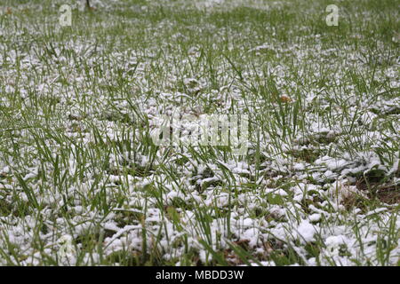 Grünes Gras unter weißen Schnee Stockfoto