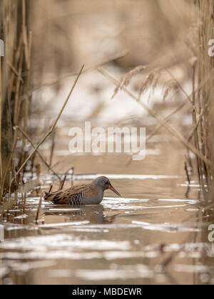 Wasserralle Rallus aquaticus auf der Suche nach Nahrung im Wasser zwischen Schilf, Phragmites australis, Bild vertikal Stockfoto