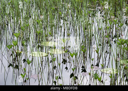 Llyn Tecwyn Isaf, einem wunderschönen natürlichen See in den Bergen von Snowdonia, North Wales, UK. In der Nähe von Seerosen und equisetum (Schachtelhalm). Stockfoto