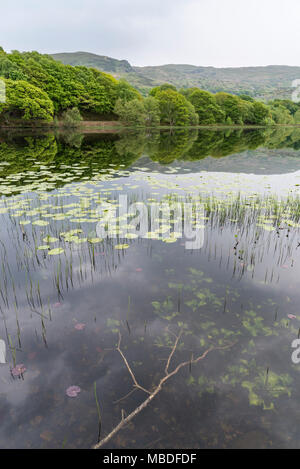 Llyn Tecwyn Isaf, einem wunderschönen natürlichen See in den Bergen von Snowdonia, North Wales, UK. Stockfoto