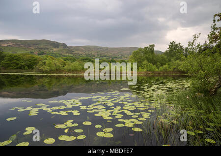 Llyn Tecwyn Isaf, einem wunderschönen natürlichen See in den Bergen von Snowdonia, North Wales, UK. Seerosen auf dem ruhigen Wasser. Stockfoto