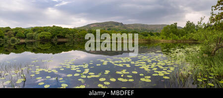 Llyn Tecwyn Isaf, einem wunderschönen natürlichen See in den Bergen von Snowdonia, North Wales, UK. Seerosen auf dem ruhigen Wasser. Stockfoto