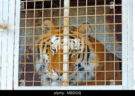 Der Tiger sitzt in einem Käfig und traurigen Blick durch die Bars Stockfoto