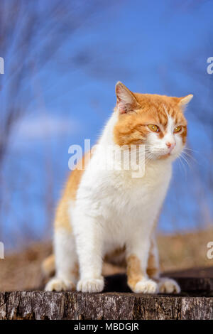 Schöne rote Katze im Wald sitzt auf einem Hanf auf dem Hintergrund eines blauen Himmels 2018 Stockfoto