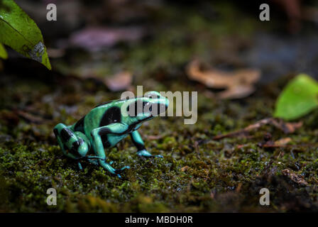 Dart Pfeilgiftfrosch - Dendrobates auratus, grün und schwarz Frosch aus Zentral Amerika Wald, Costa Rica. Stockfoto