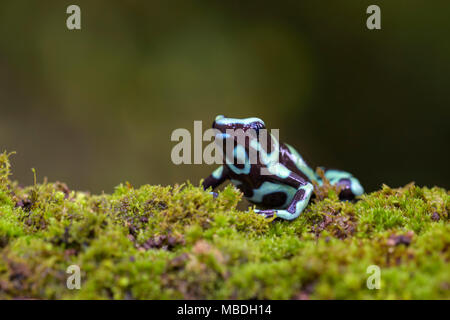 Dart Pfeilgiftfrosch - Dendrobates auratus, grün und schwarz Frosch aus Zentral Amerika Wald, Costa Rica. Stockfoto