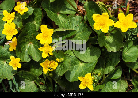 Eine schöne gelbe Blume ist eine Pfütze, in sumpfigem Gelände 2018 wächst Stockfoto