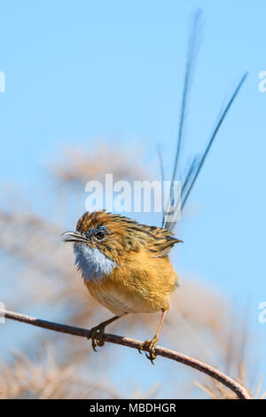 Südliche Emu Wren. Stockfoto