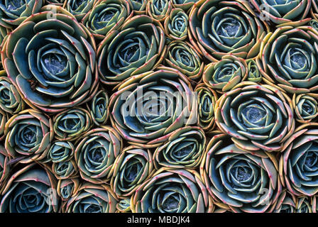 Echeveria Muster Stockfoto