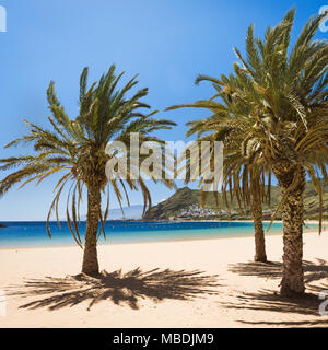 Palmen Strand Playa Las Teresitas, Teneriffa Stockfoto