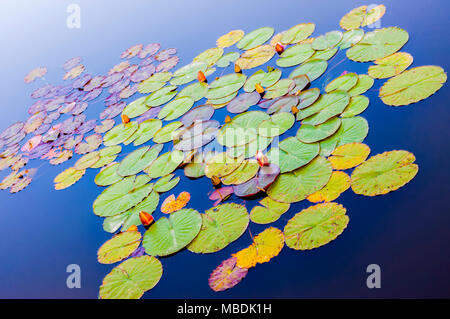 Lebendige Seerosen Pflanzen in Blau blaue Wasser Stockfoto
