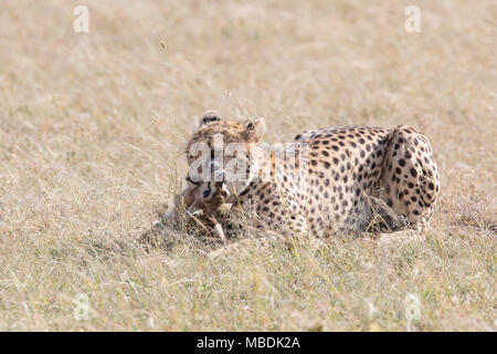 Erwachsene männliche Geparden, Acinonyx jubatus, erstickt ist ein Jugendlicher, Thomson Gazellen, Eudorcas tomsonii, dass es gerade gefangen hat. Stockfoto