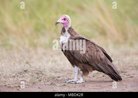 Seitenansicht eines kritisch bedrohte Hooded Vulture, Necrosyrtes monachus, in Kenia Stockfoto