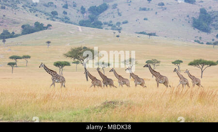 Kleine Herde der Masai Giraffen (Giraffa Camelopardalis) Walking im Gänsemarsch durch offenes Grasland Stockfoto