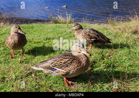 Drei weibliche Stockenten (Anas platyrhynchos) auf Grünland lakeside am Ufer neben Llyn Gwynant See, Gwynedd, Wales, Großbritannien, Großbritannien Stockfoto