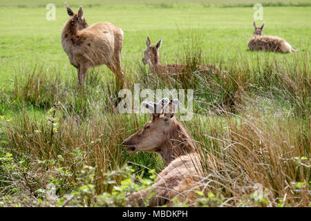 Red Deer (Cervus elaphus) Beweidung aufliegt und auf den Golfplatz. , Lochranza Isle of Arran, North Ayrshire, Schottland, Großbritannien, Großbritannien Stockfoto