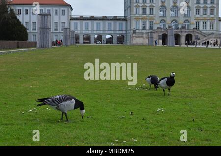 Drei Nonnengänse im Schloss Nymphenburg in München ist in Deutschland im Frühjahr Stockfoto