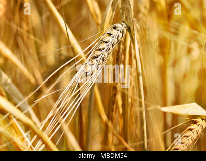 Reife Gerste in der Sonne, close-up. Ohren von Gerste oder Weizen, goldene Ähren. Maisernte in der Sonne, Gerste Feld. Stockfoto