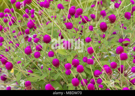 Rosa Kugel amaranth Blüte naturel Hintergrund. Stockfoto