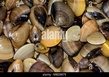 Gruppe von Emaille Venus shell Hintergrund. Stockfoto