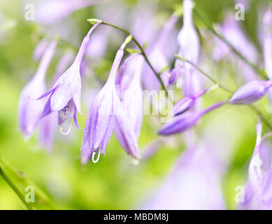 Bluebell Blumen in der Sonne mit selektiven Fokus und glatte Sonnenlicht. Closeup Schuß von Blue Bell Blumen. Lila Blumen Hintergrund. Stockfoto