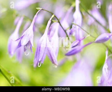 Bluebell Blumen in der Sonne mit selektiven Fokus und glatte Sonnenlicht. Closeup Schuß von Blue Bell Blumen. Lila Blumen Hintergrund. Stockfoto