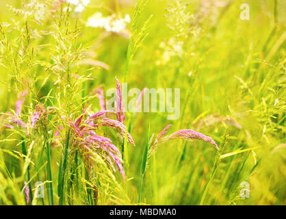 Wilde Gräser oder Feld. Gras Hintergrund, saisonale Hintergrund, Frühling. Stockfoto