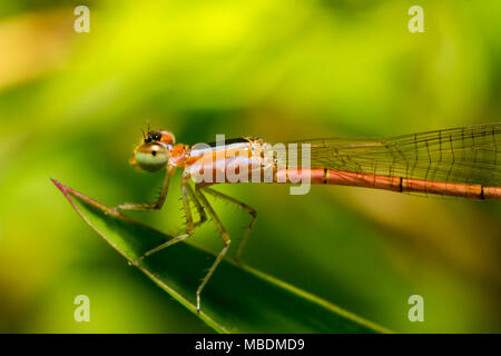 Close up Dragonfly oder Damselfly auf Gras. Stockfoto