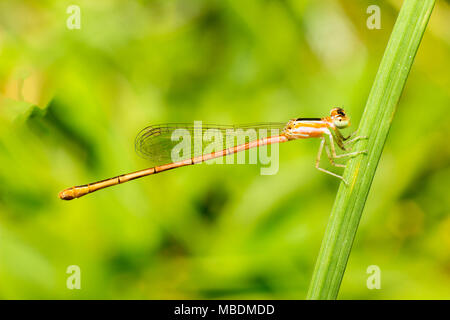 Close up Dragonfly oder Damselfly auf Gras. Stockfoto