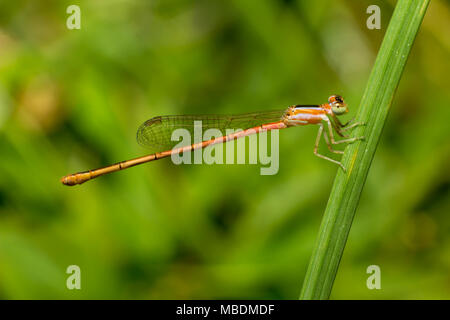 Close up Dragonfly oder Damselfly auf Gras. Stockfoto